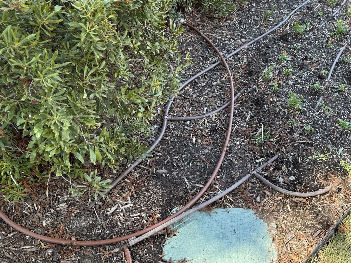 Before: loose drip lines crossing a bed and a valve box lid buried in mulch