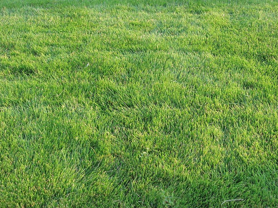 Zoysia lawn in Plano, Texas